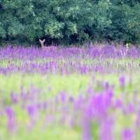 Doe at the Edge of Meadow