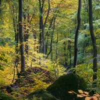 Forest Painted by Autumn