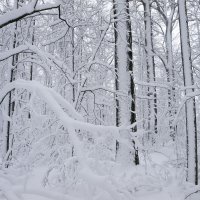 Floodplain Forest in Snow