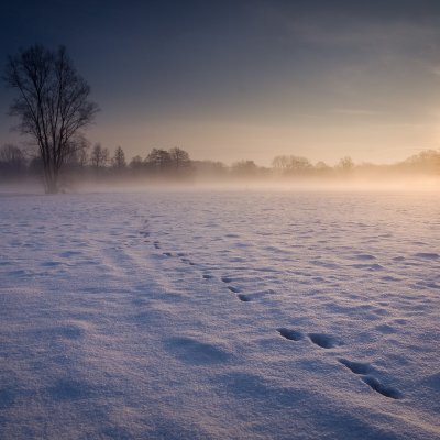 Meadows in Winter