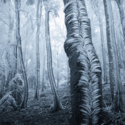 Frost on the Trees