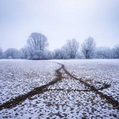 Beaver Paths