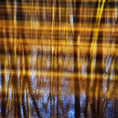 Forest Reflection