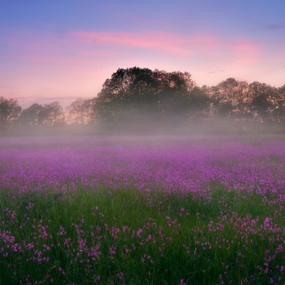 Thousands of Flowers