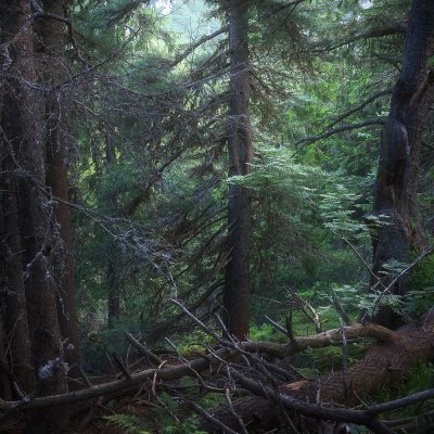 High Tatras Forest