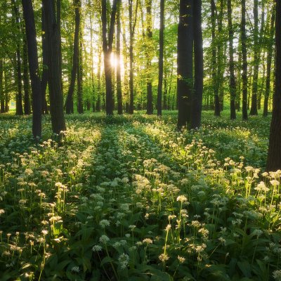 Wild Garlic in Bloom