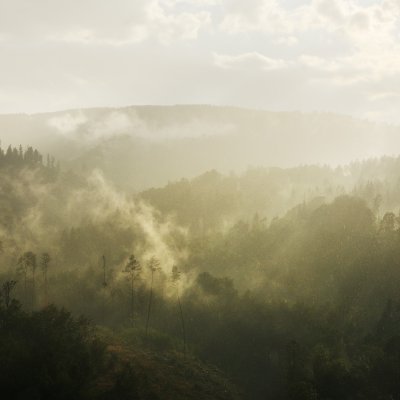 Forest after Rain