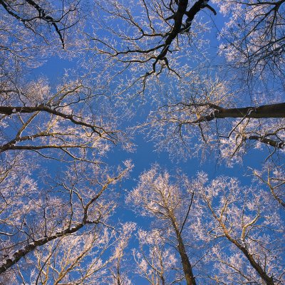 Frozen Treetops