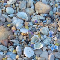 River Shells