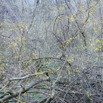 Yellow Chaos
