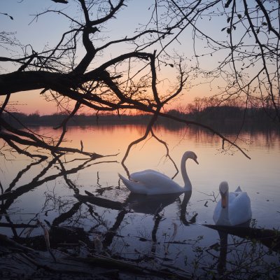 Swans at Sunset