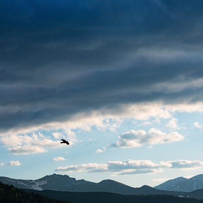 Raven in Mountains