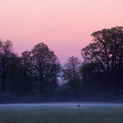 Doe in Meadow