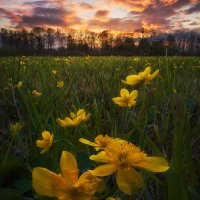 Marsh Marigold
