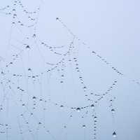 Spider Web