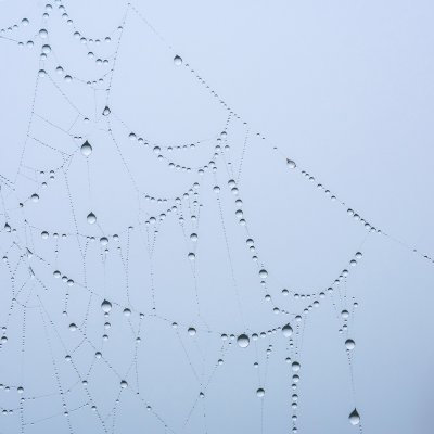 Spider Web