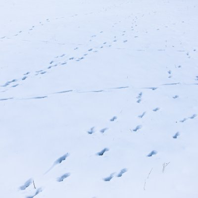 Doe Footprints