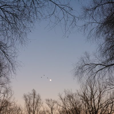 Evening at the Floodplain Forest