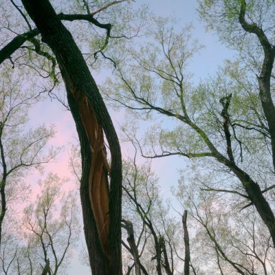 Broken Willow