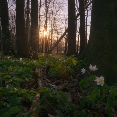 Anemone Nemorosa