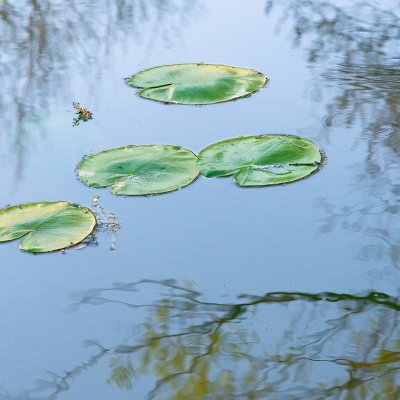 Water Lilies