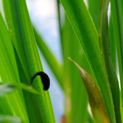 Hirudo medicinalis