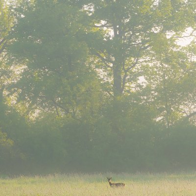 Doe in Mist