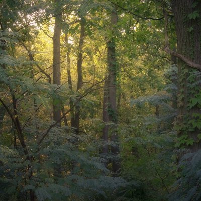 Summer Forest