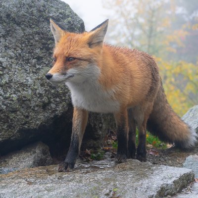 Fox