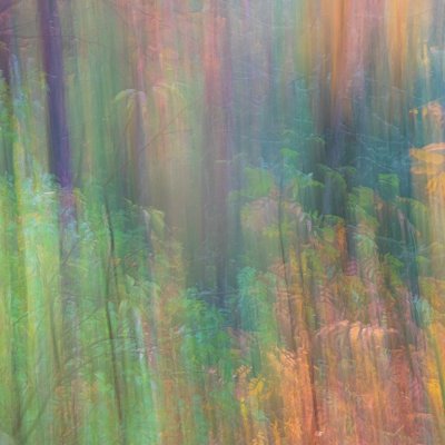 Rowan Leaves