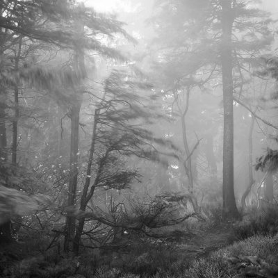 Wind in Forest