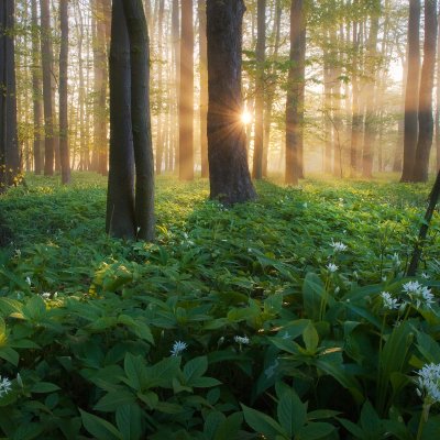 Spring Forest