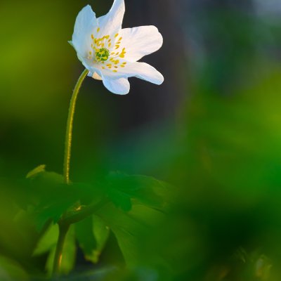 Anemone Nemorosa in Detail