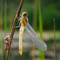Dragonfly with Old Skin