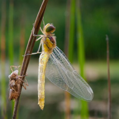 Dragonfly with Old Skin