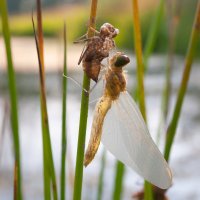 Dragonfly Reborn