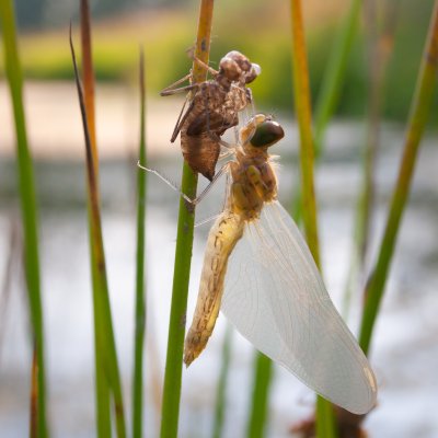 Dragonfly Reborn