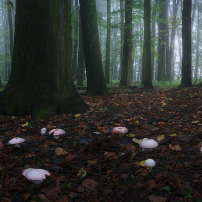 Mushrooms in Forest