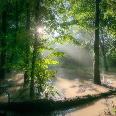 Flooded Forest