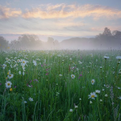 Blooming Meadows