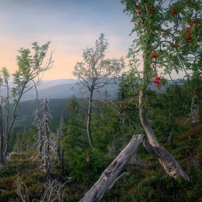 Rowanberry Trees in Jeseníky Mountains