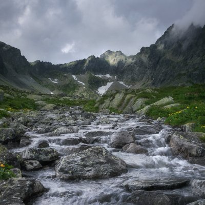 Marsh Marigold in High Tatras