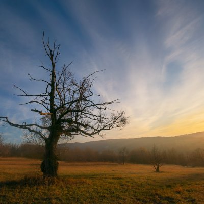 Tree with Sunset and Moon