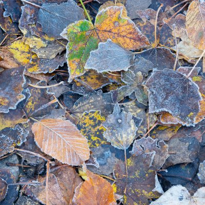 Frozen Leaves