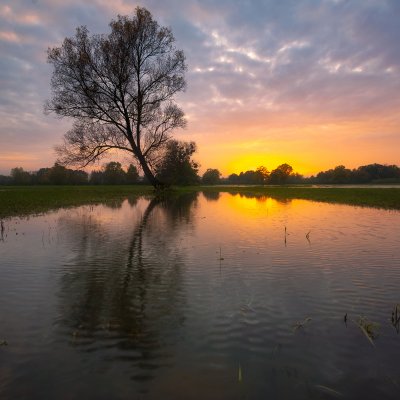 Flooded Forest