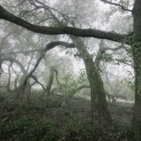 Willow Forest at River