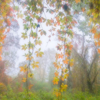 Curtain of Autumn