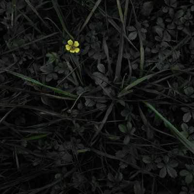 Flower in Mud