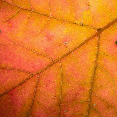 Leaf Detail