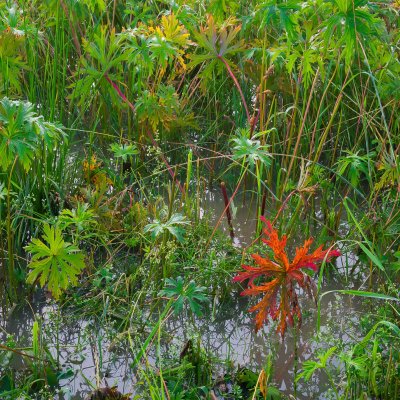 Grass in Water